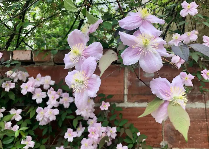 Vakantiehuis 46 Paul Chandon *